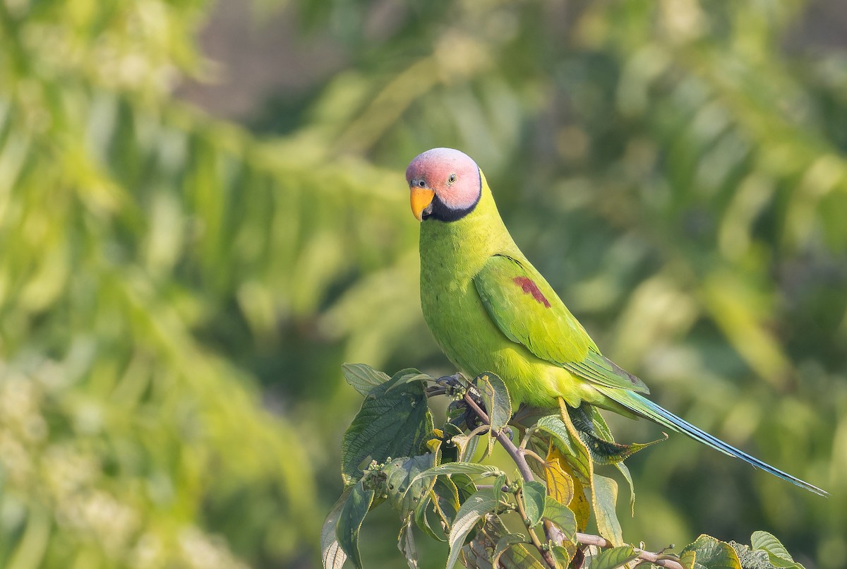 Cotorra Carirrosa - ML652823333