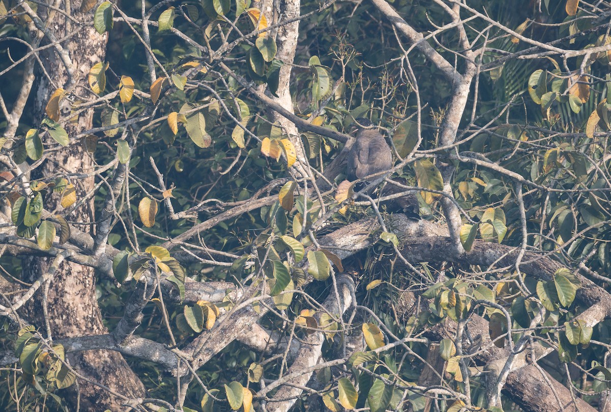 Culebrera Chiíla - ML652823387