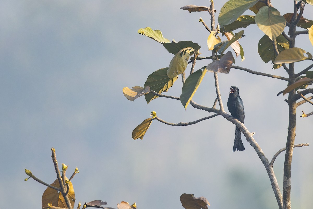 Cuclillo Drongo Colitruncado - ML652823398