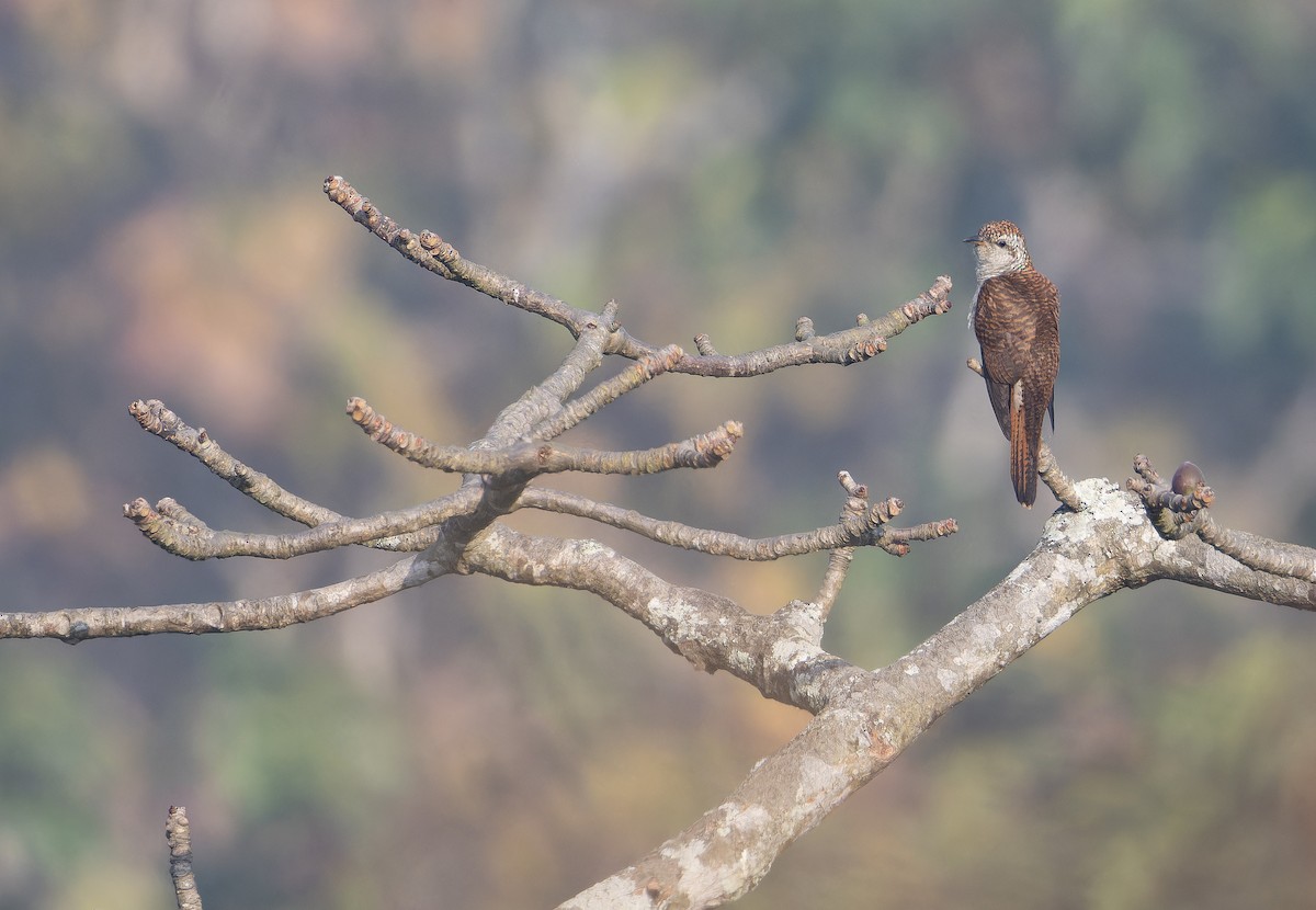 Cuco Bayo - ML652823410