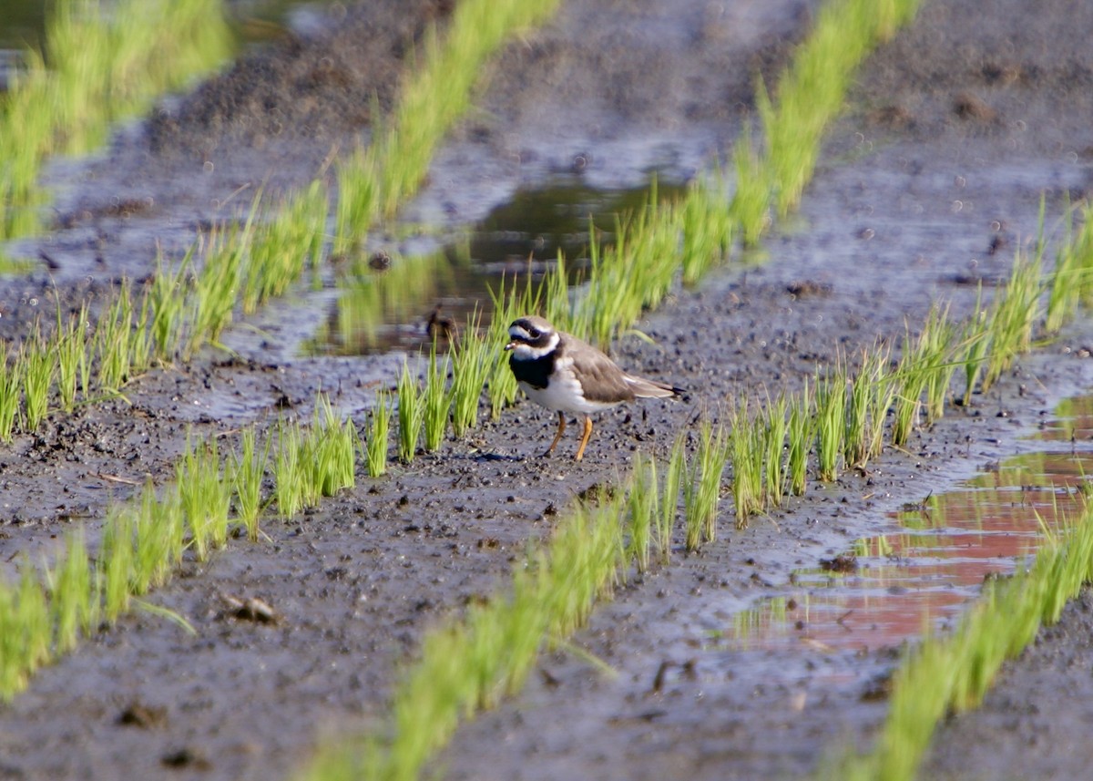 Halkalı Cılıbıt - ML652823411