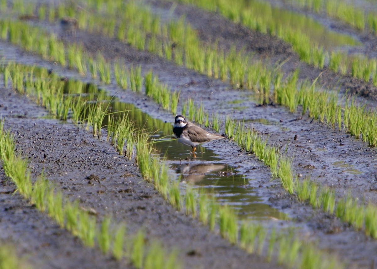 Halkalı Cılıbıt - ML652823412