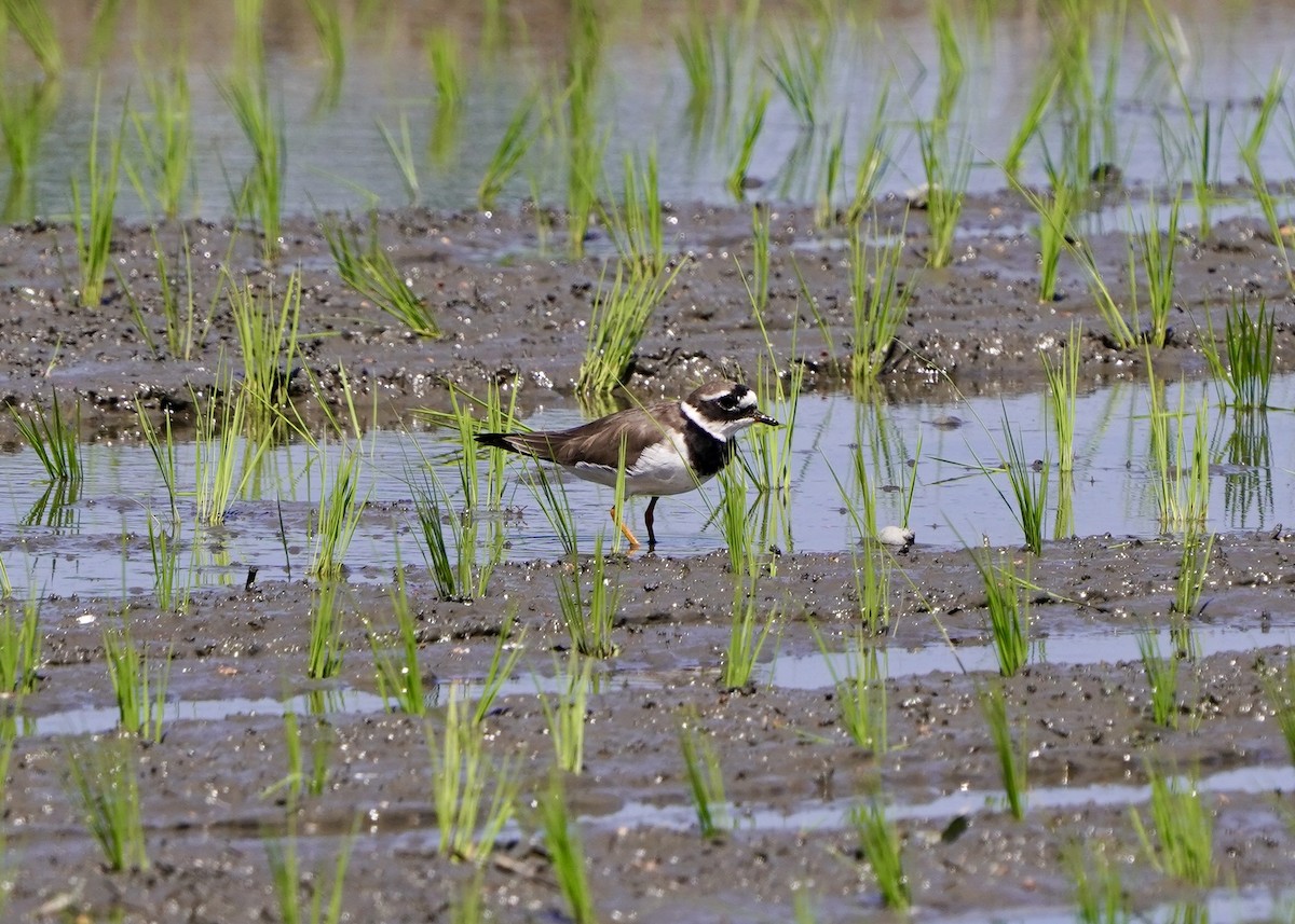 Halkalı Cılıbıt - ML652823413