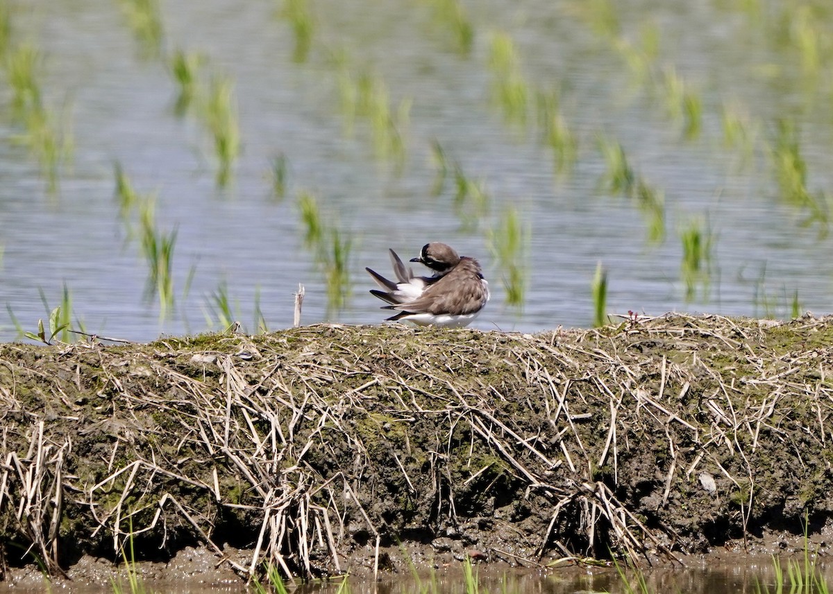 Halkalı Cılıbıt - ML652823414