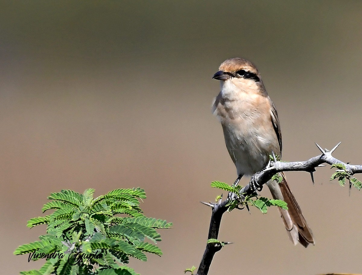 Тольт дунхай - ML652823432