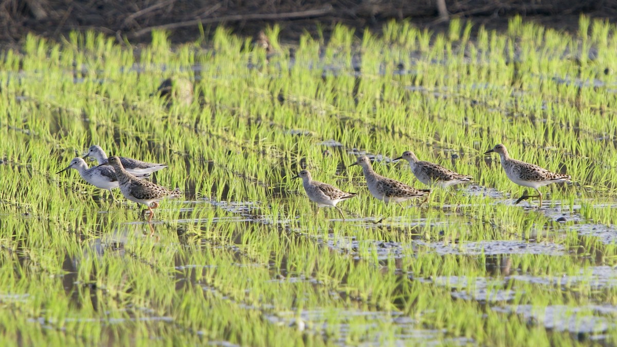 Döğüşkenkuş - ML652823464