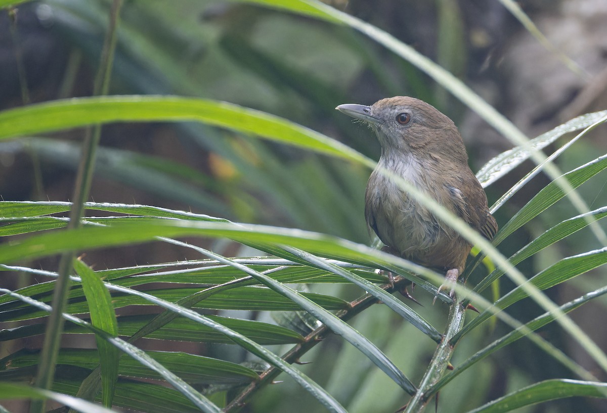 Tordina de Abbott - ML652823509