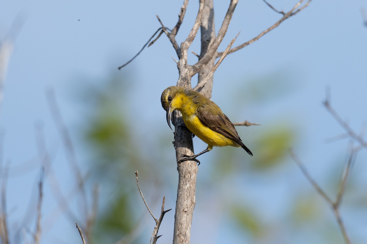 Sahul Sunbird - ML652823637