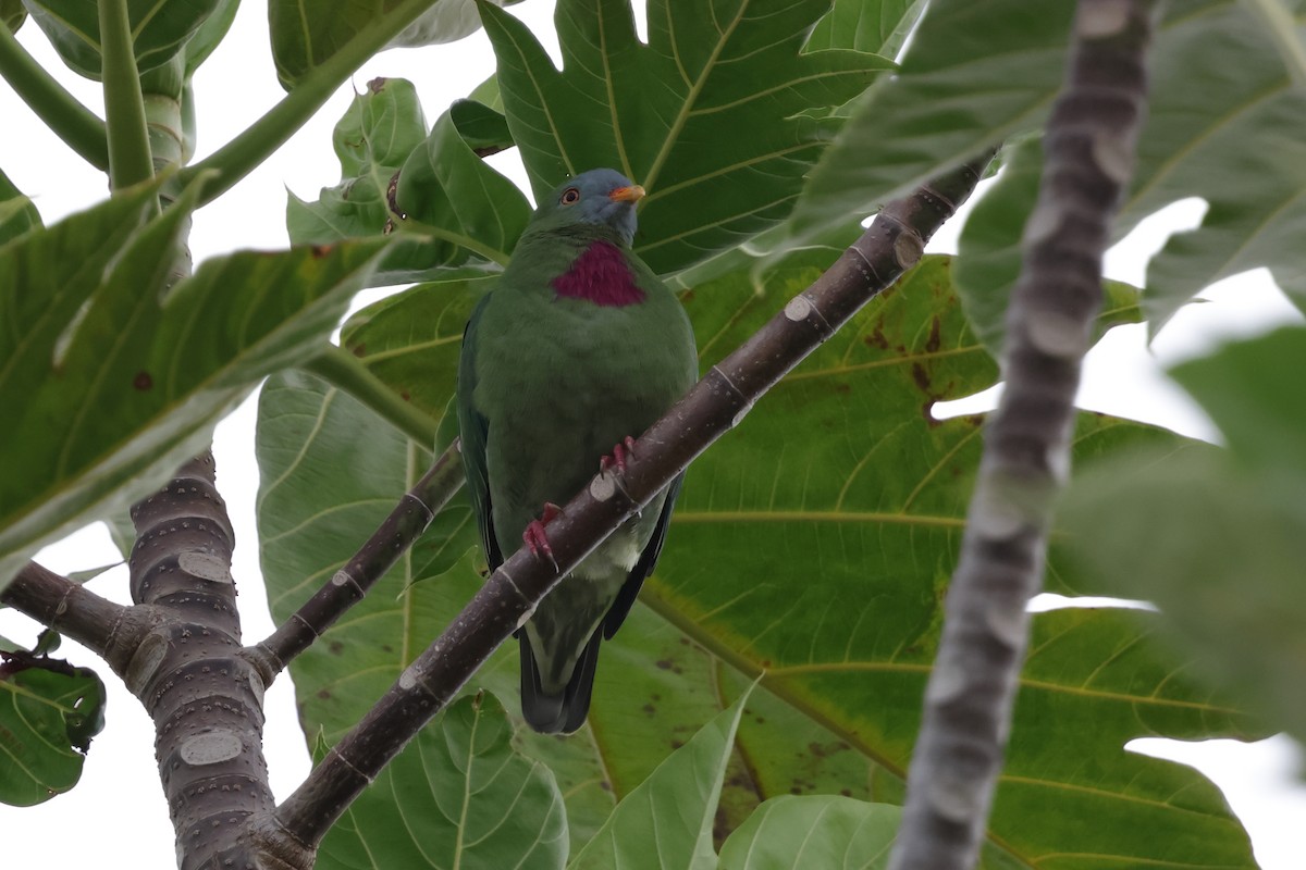 Claret-breasted Fruit-Dove - ML652823676