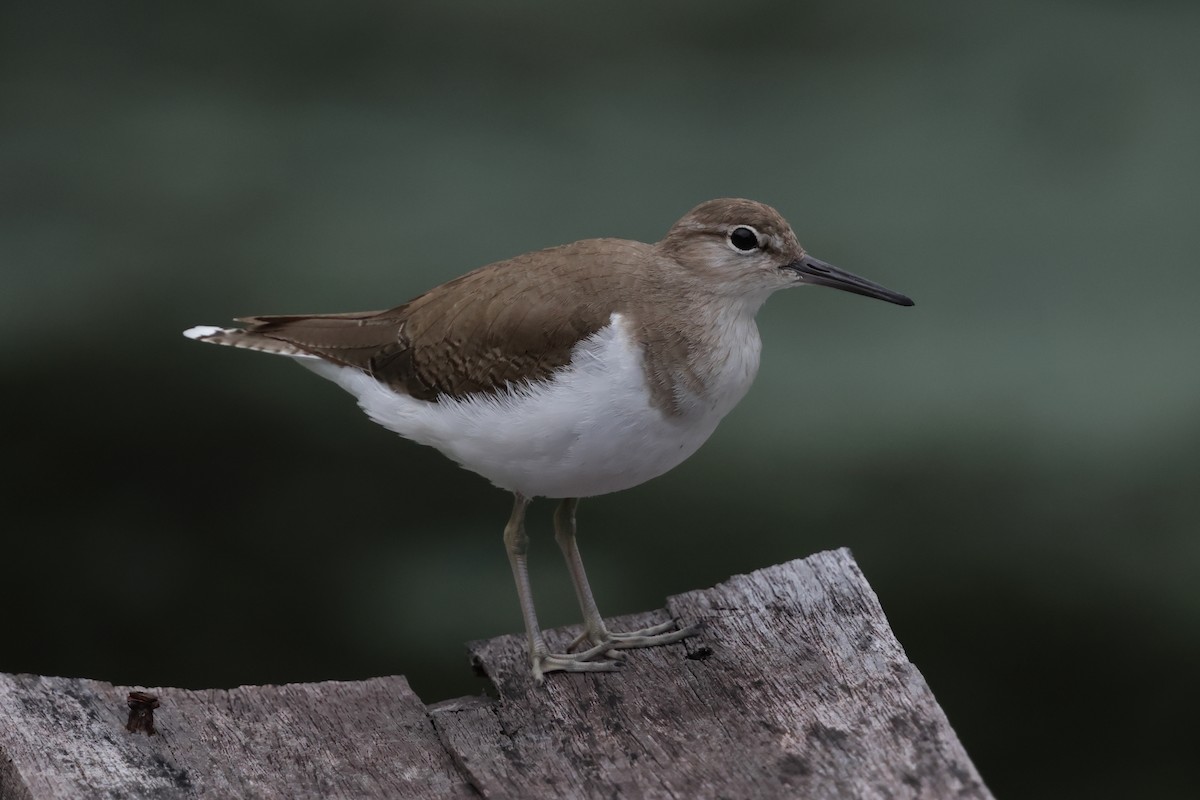 Common Sandpiper - ML652823681