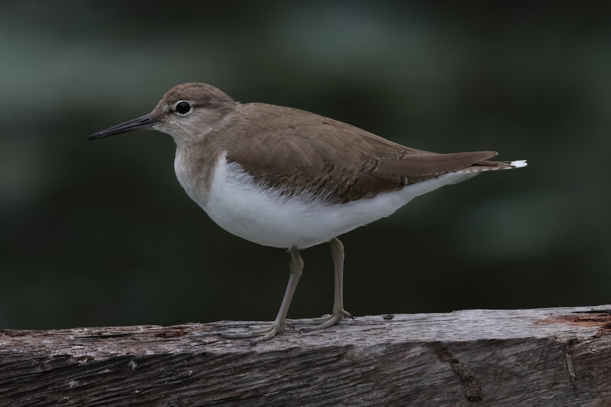 Common Sandpiper - ML652823682