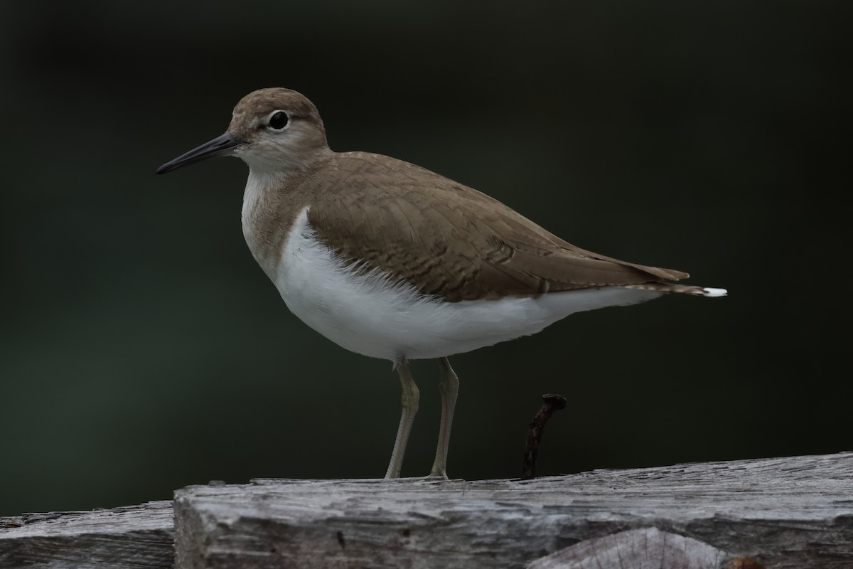 Common Sandpiper - ML652823683