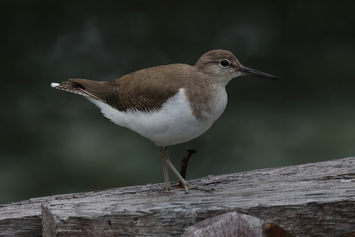 Common Sandpiper - ML652823684