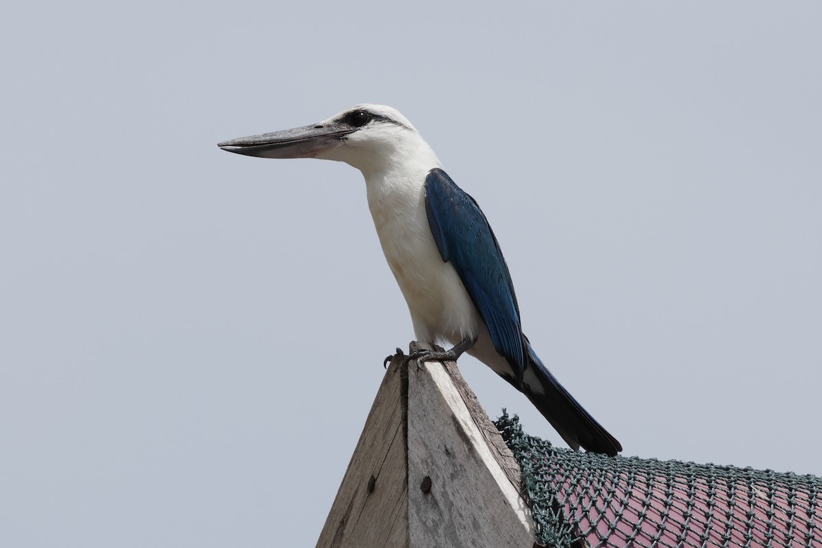 Beach Kingfisher - ML652823690