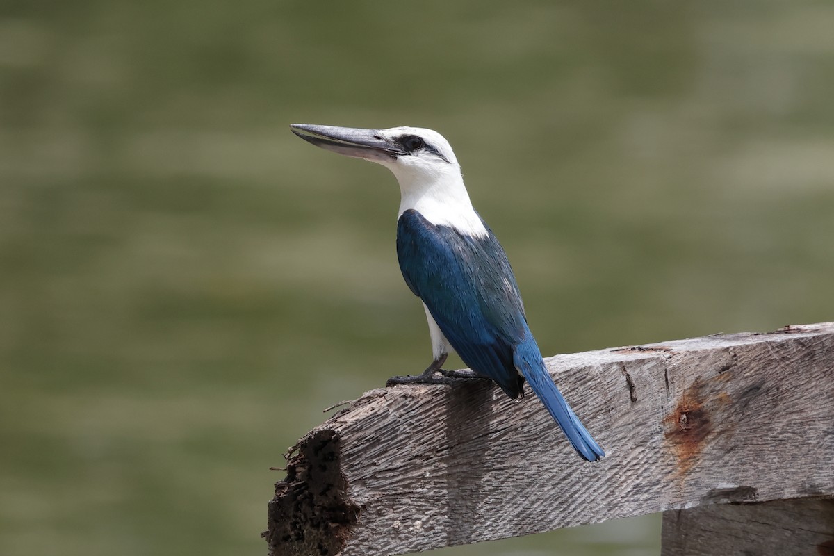 Beach Kingfisher - ML652823691