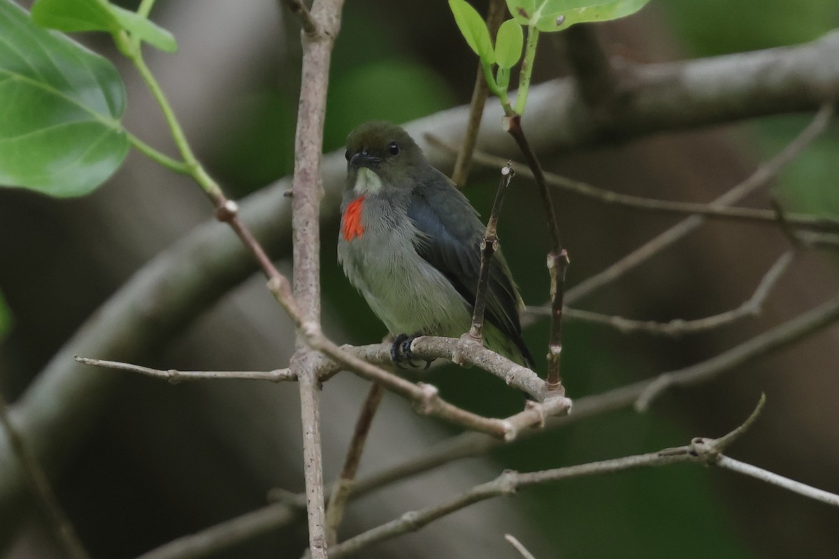 Olive-crowned Flowerpecker - ML652823846