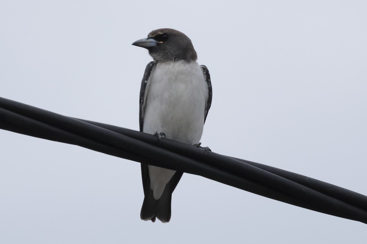 White-breasted Woodswallow - ML652824003
