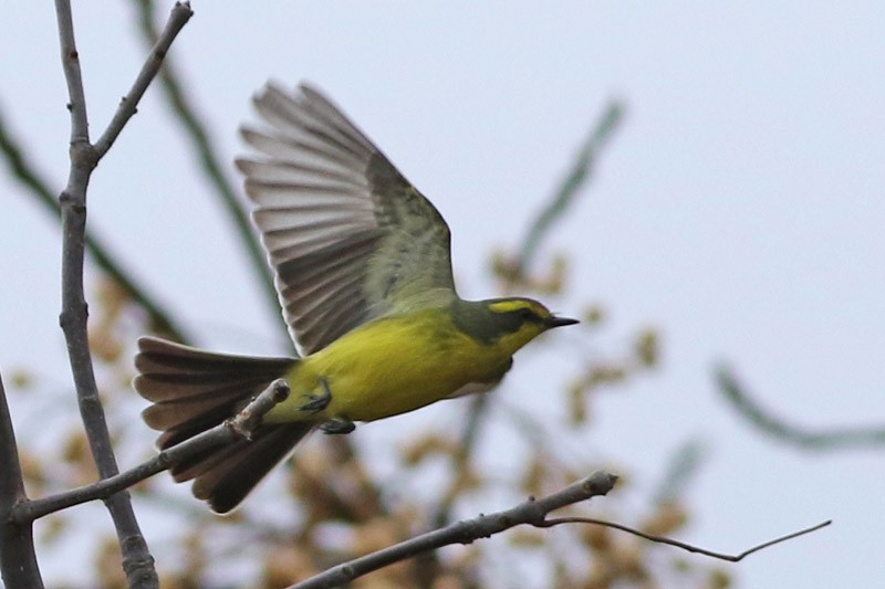 Moucherolle à sourcils jaunes - ML65282421