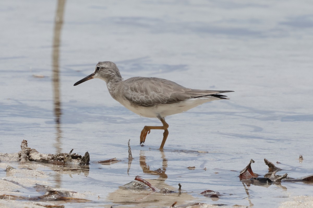 Gray-tailed Tattler - ML652824391