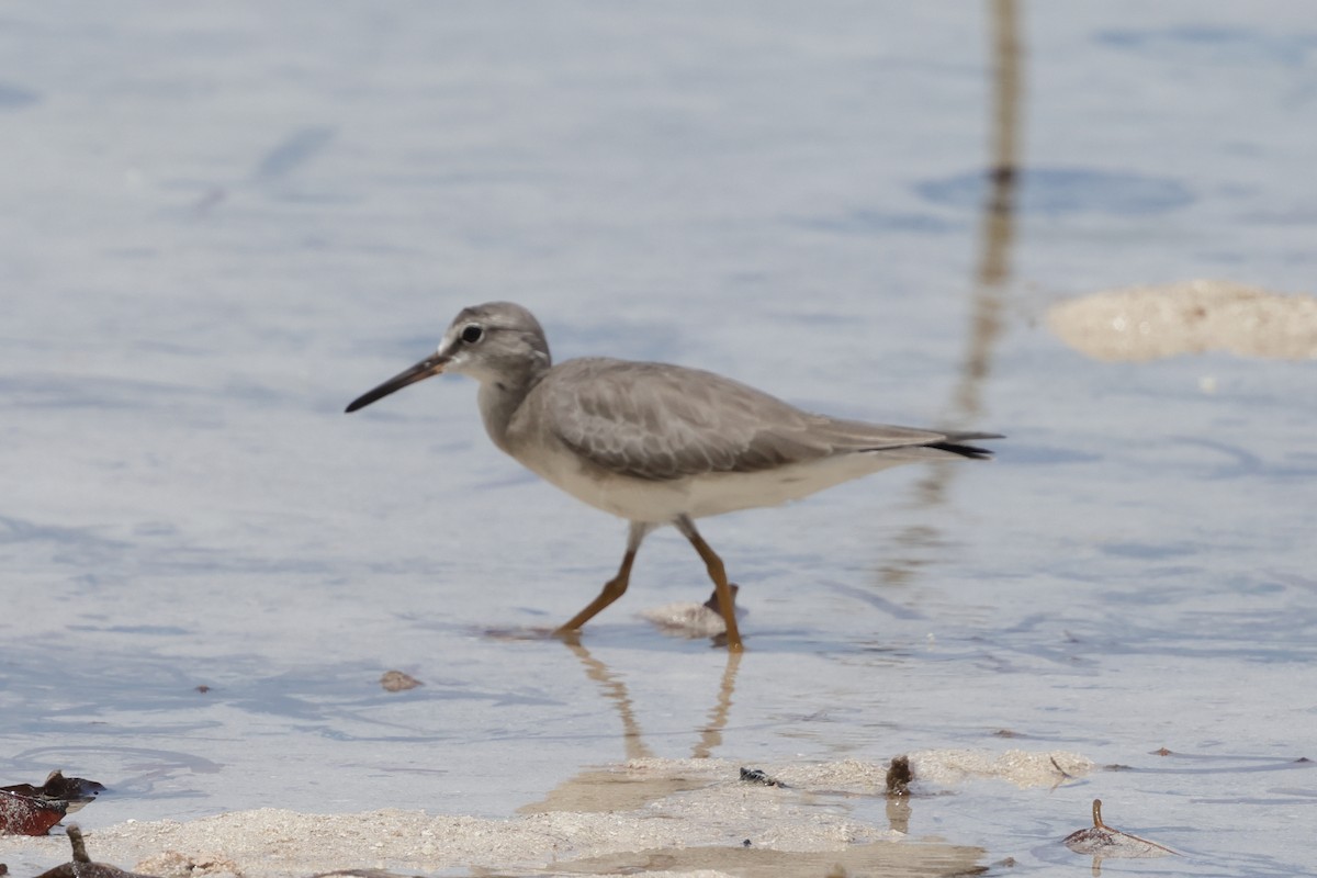 Gray-tailed Tattler - ML652824392