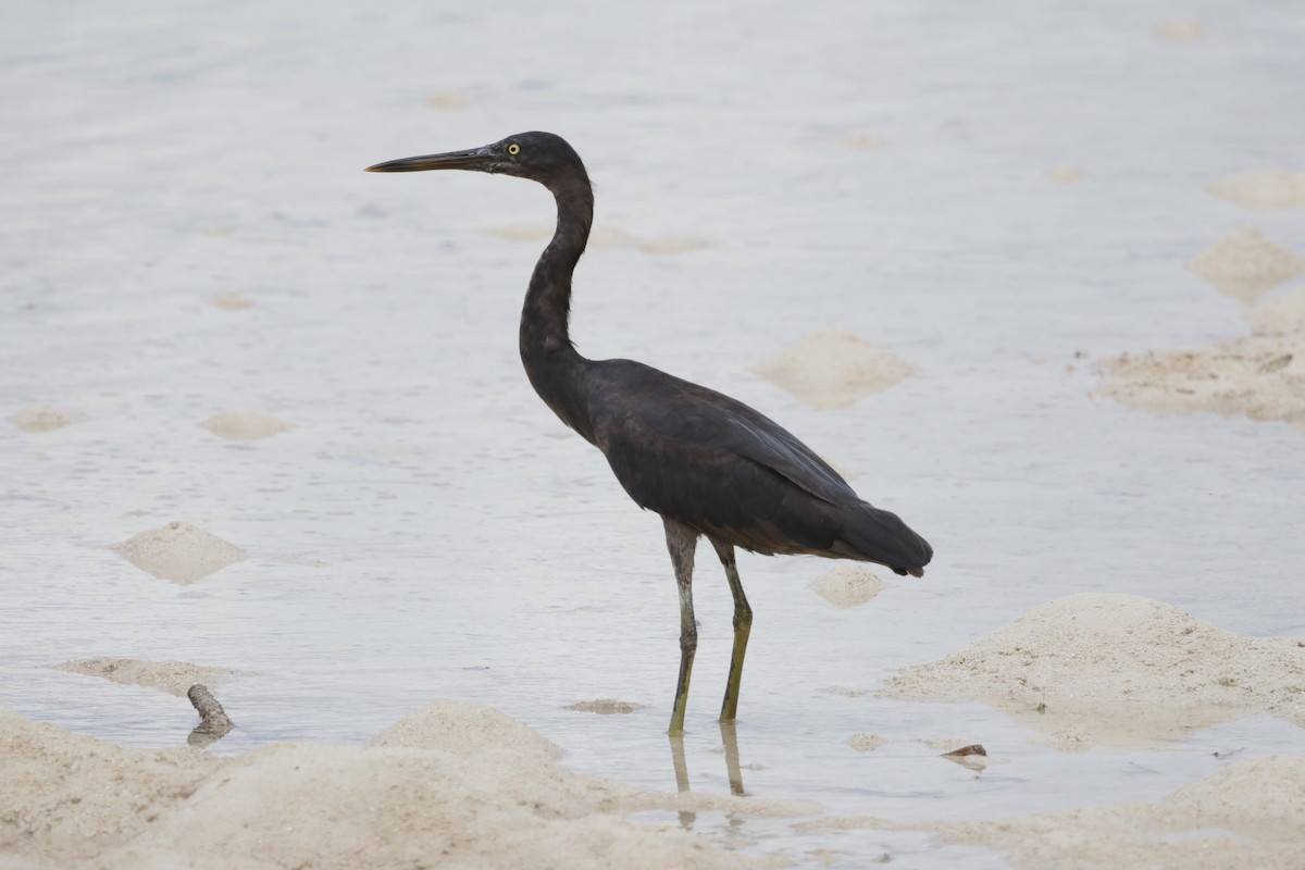 Pacific Reef-Heron - ML652824406