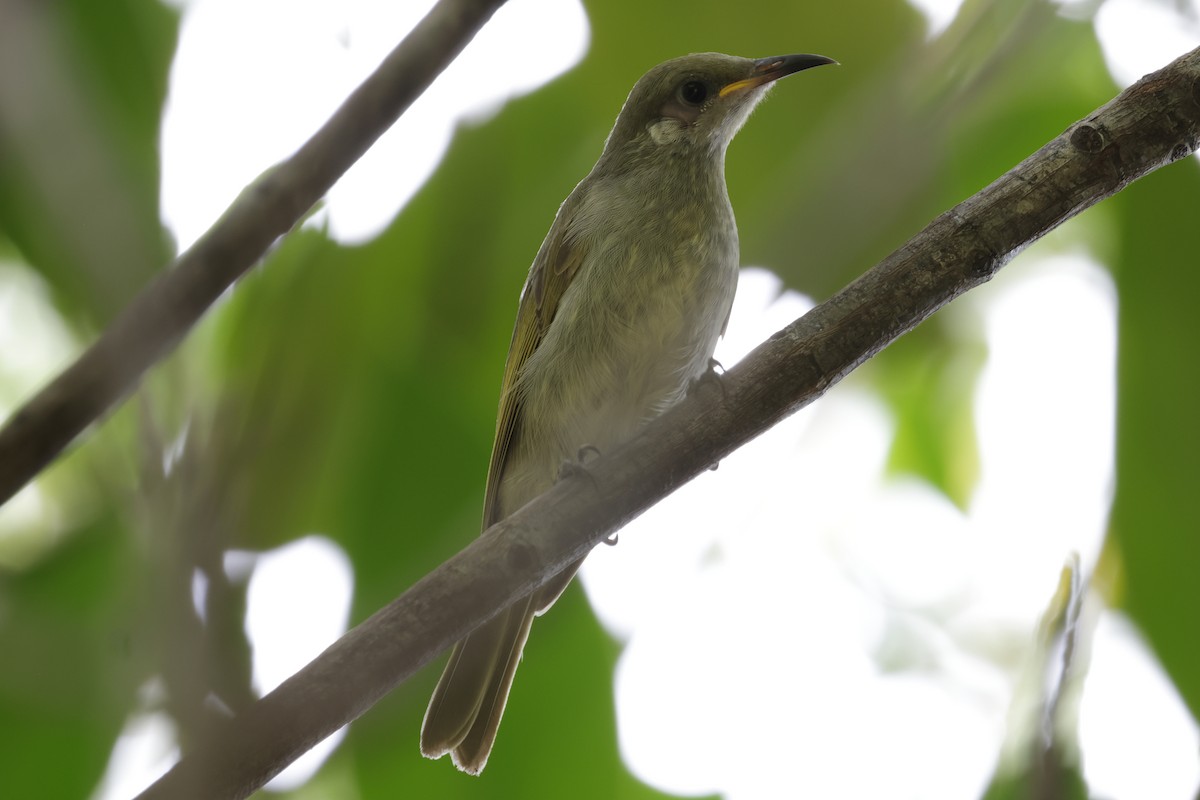 Mimic Honeyeater - ML652824415
