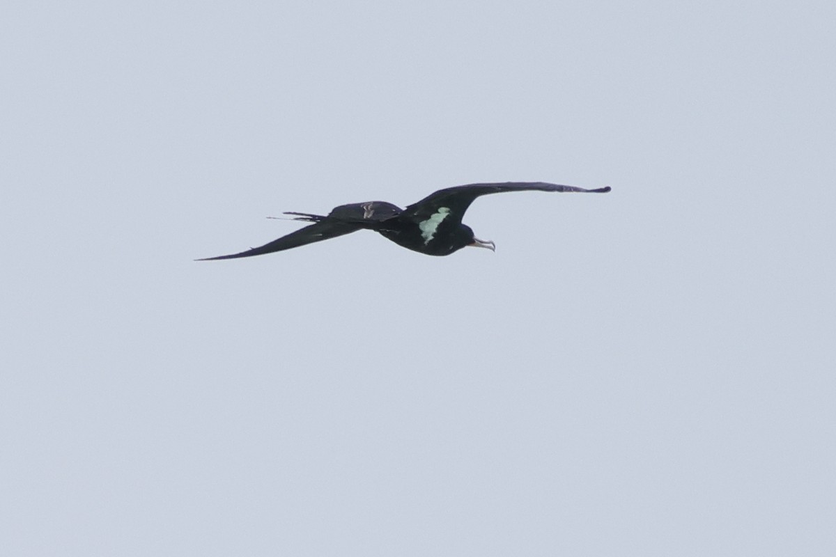 Lesser Frigatebird - ML652824480