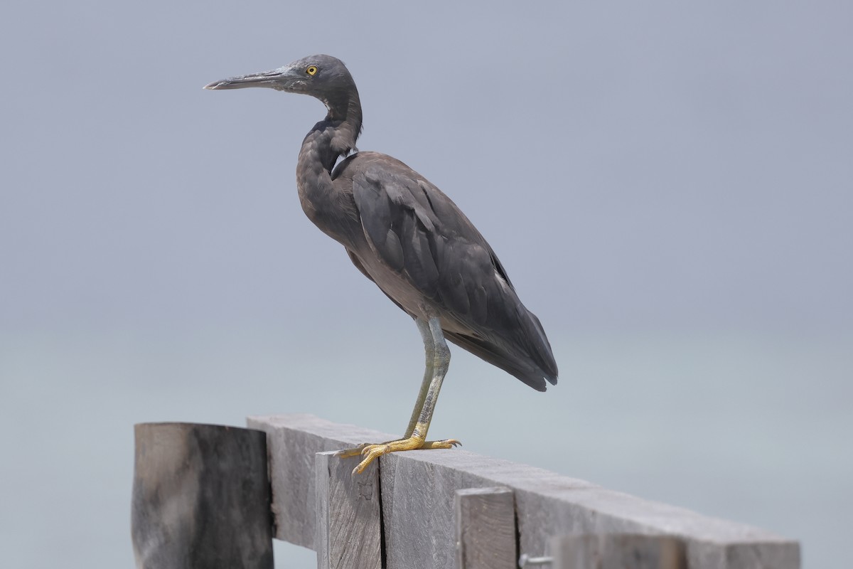 Pacific Reef-Heron - ML652824486
