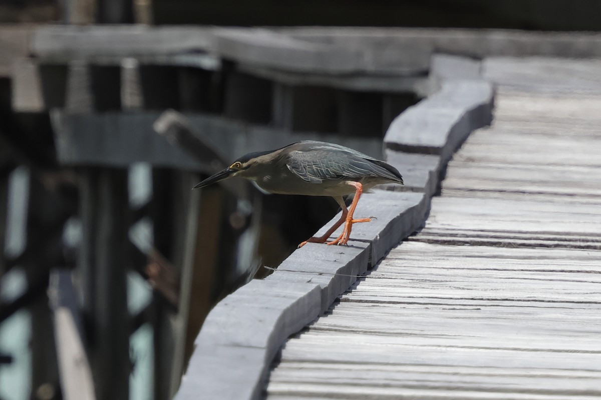 Little Heron - ML652824495