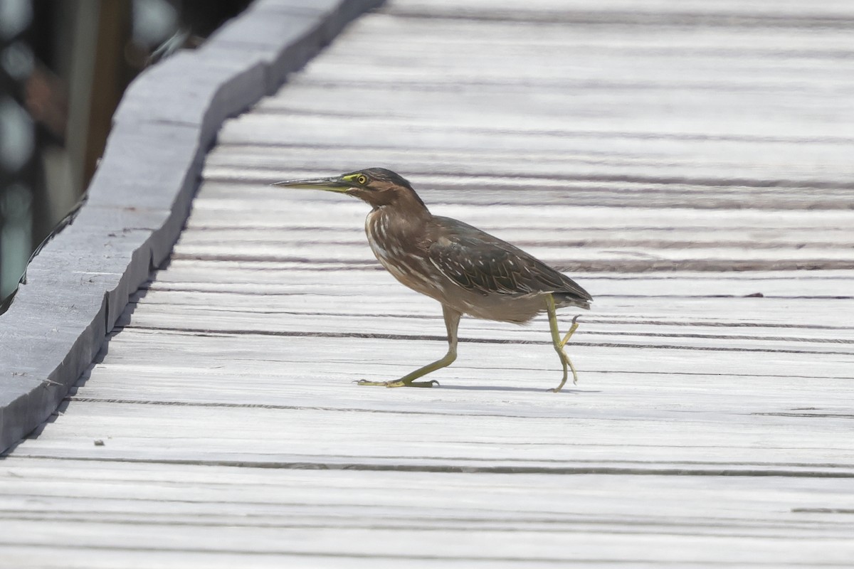 Little Heron - ML652824496