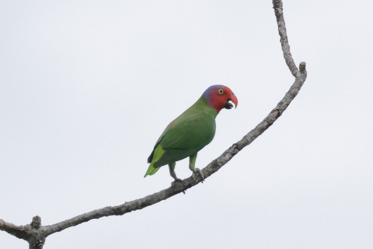 Red-cheeked Parrot - ML652824576