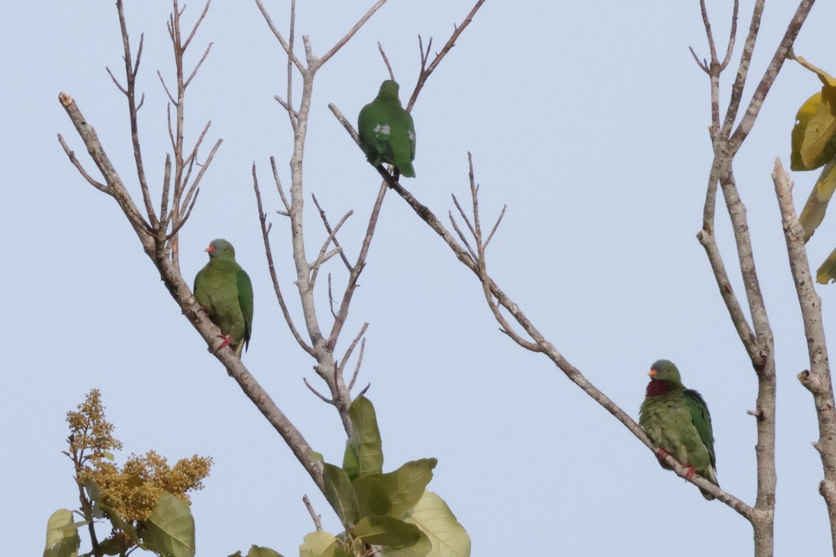 Claret-breasted Fruit-Dove - ML652824639