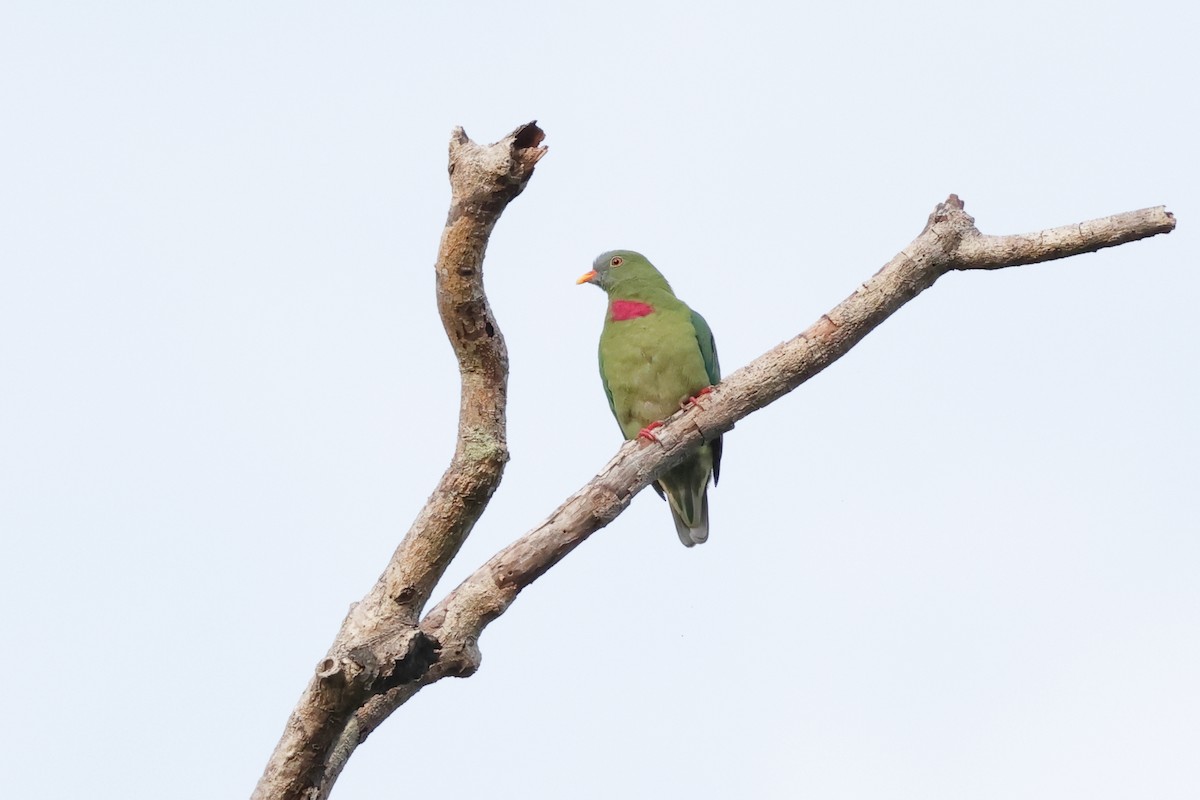 Claret-breasted Fruit-Dove - ML652824640