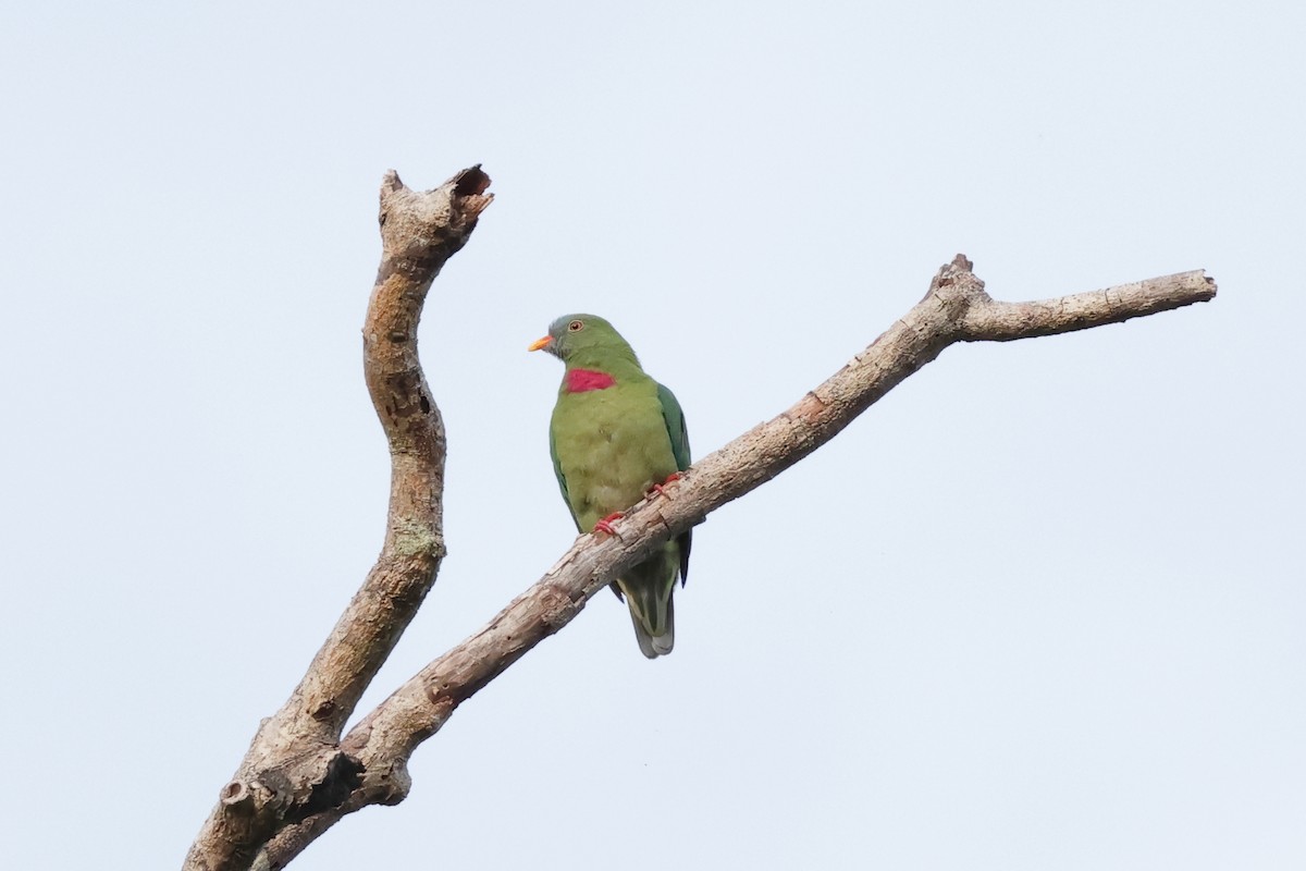 Claret-breasted Fruit-Dove - ML652824641