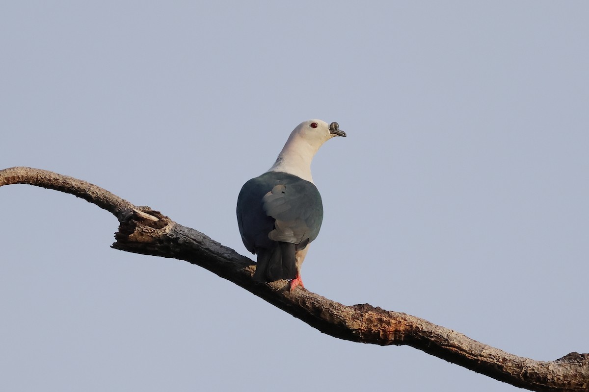 Spice Imperial-Pigeon - ML652824646