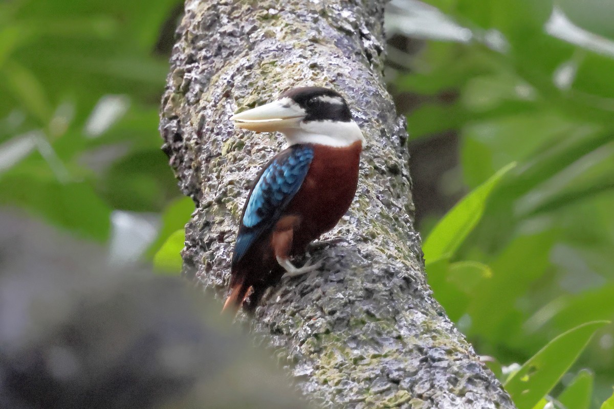 Rufous-bellied Kookaburra - ML652824653