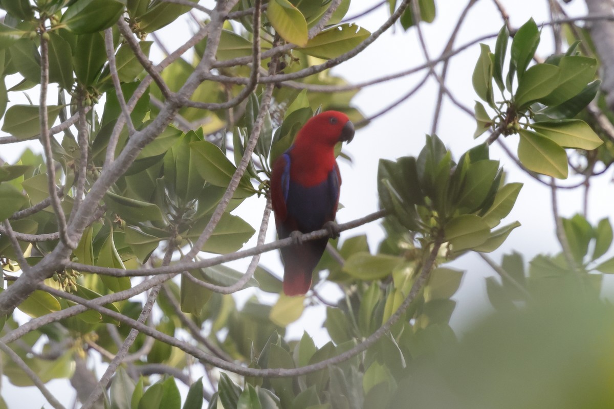 Papuan Eclectus - ML652824665