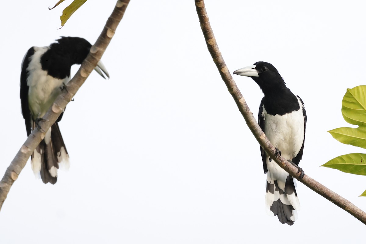 Hooded Butcherbird - ML652824684
