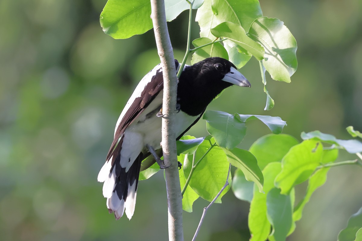 Hooded Butcherbird - ML652824685
