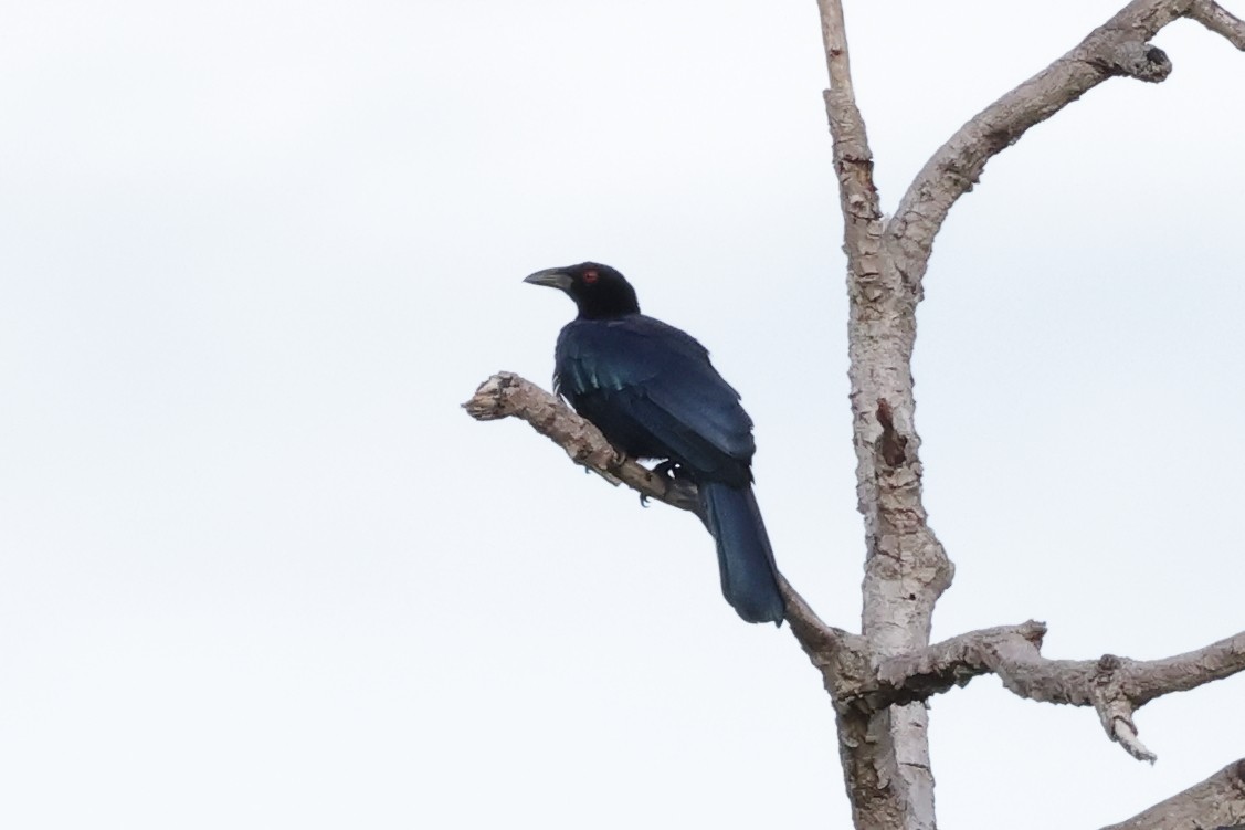 Glossy-mantled Manucode - ML652824694