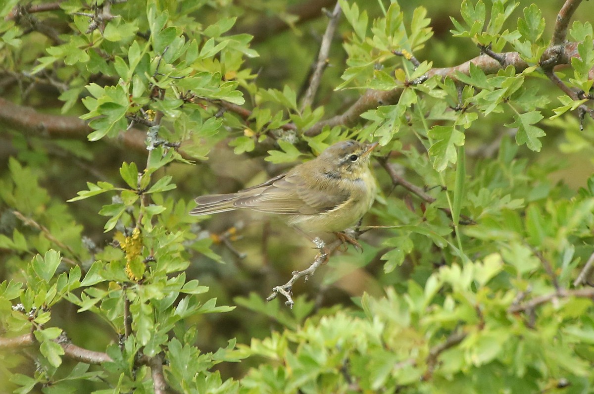 Willow Warbler - ML65282471