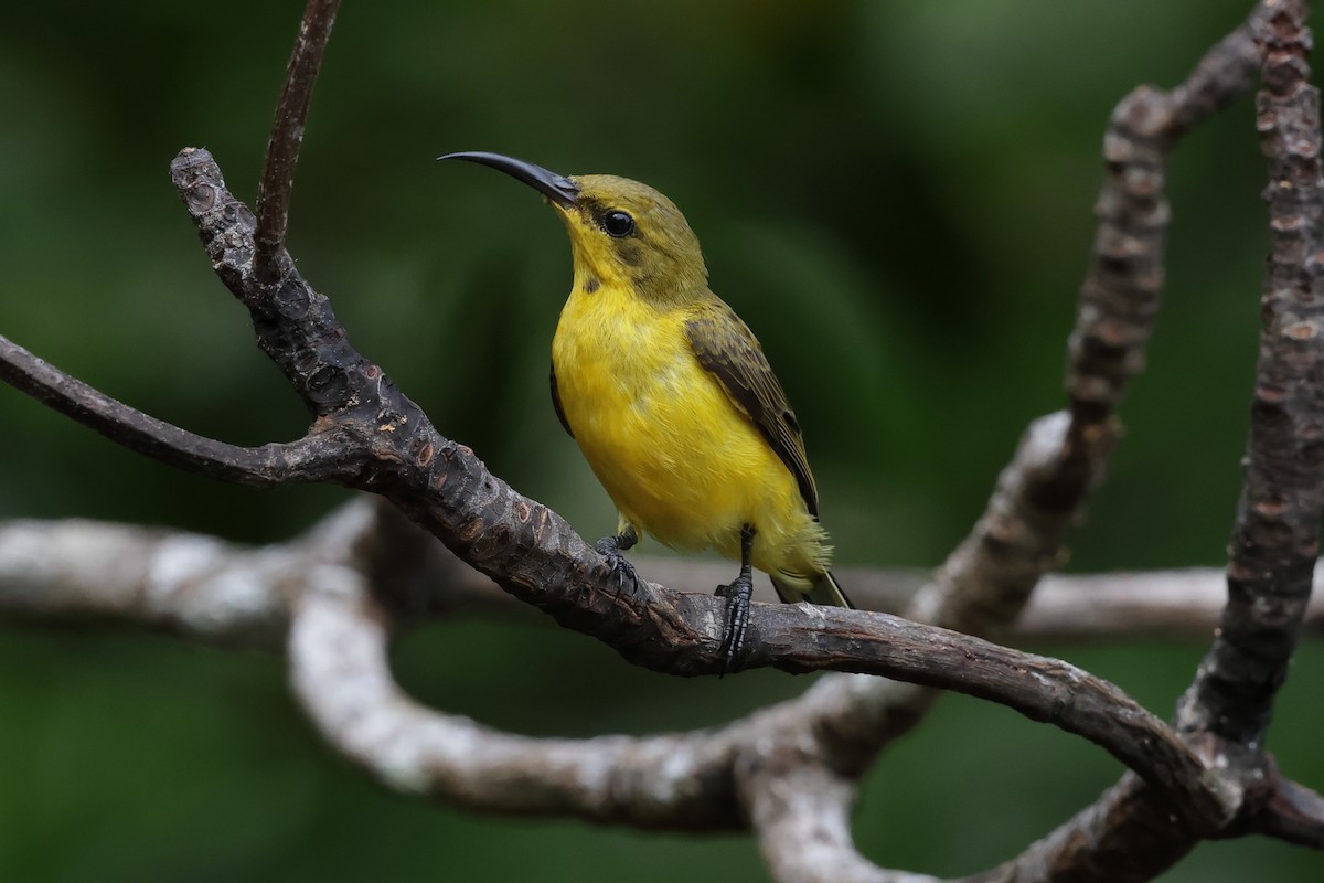 Sahul Sunbird - ML652824723