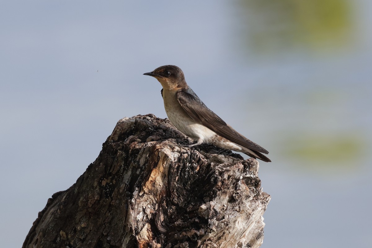 Pacific Swallow - ML652824900