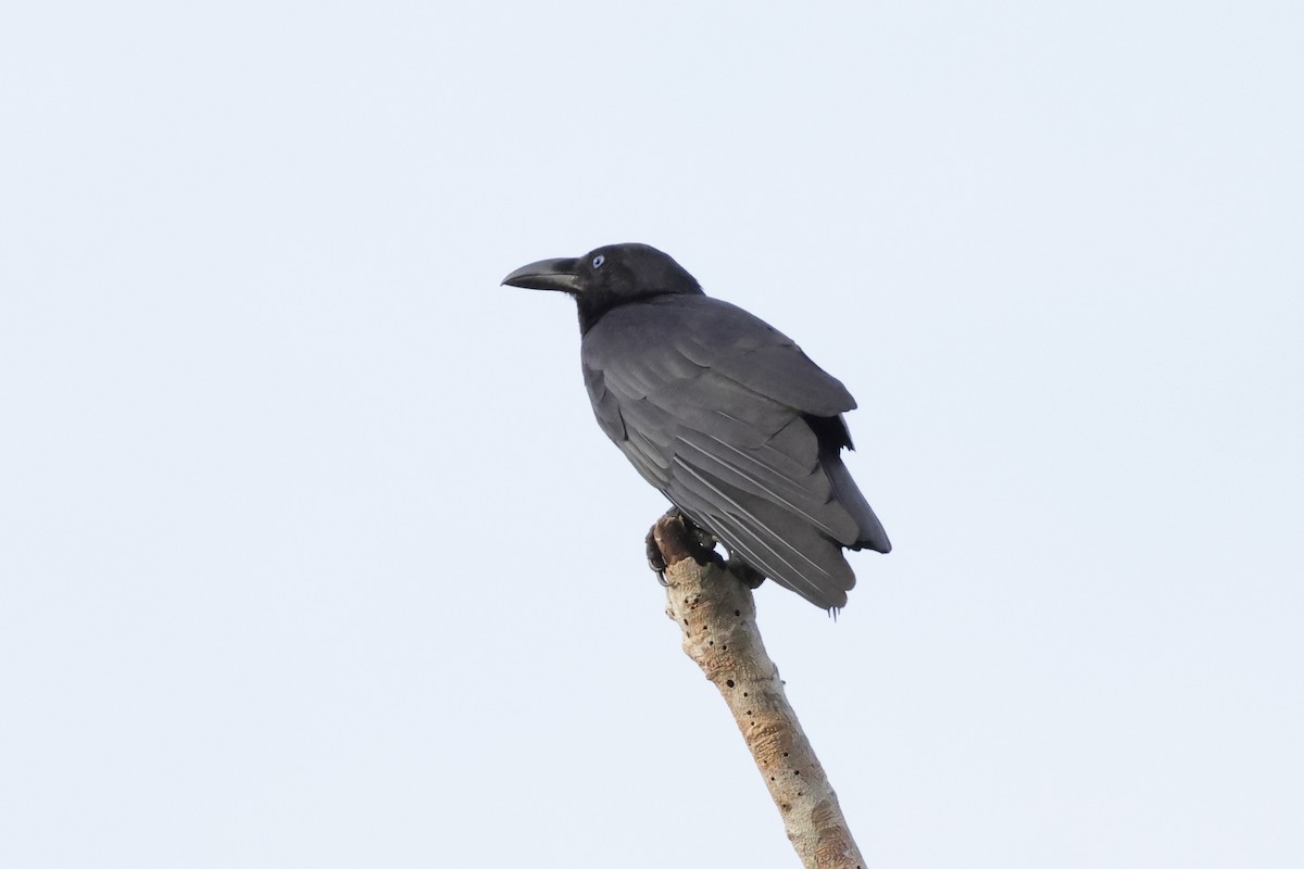 Torresian Crow - ML652824904