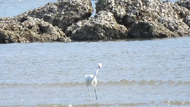 Chinese Egret - ML652825111