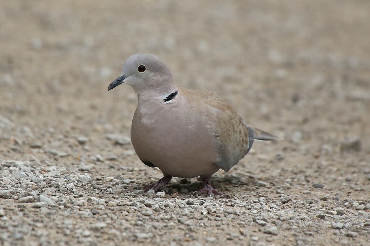 Eurasian Collared-Dove - ML65282671