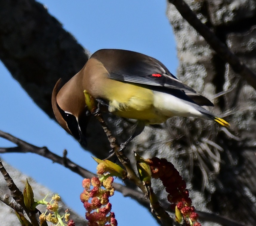 Zedernseidenschwanz - ML652827225