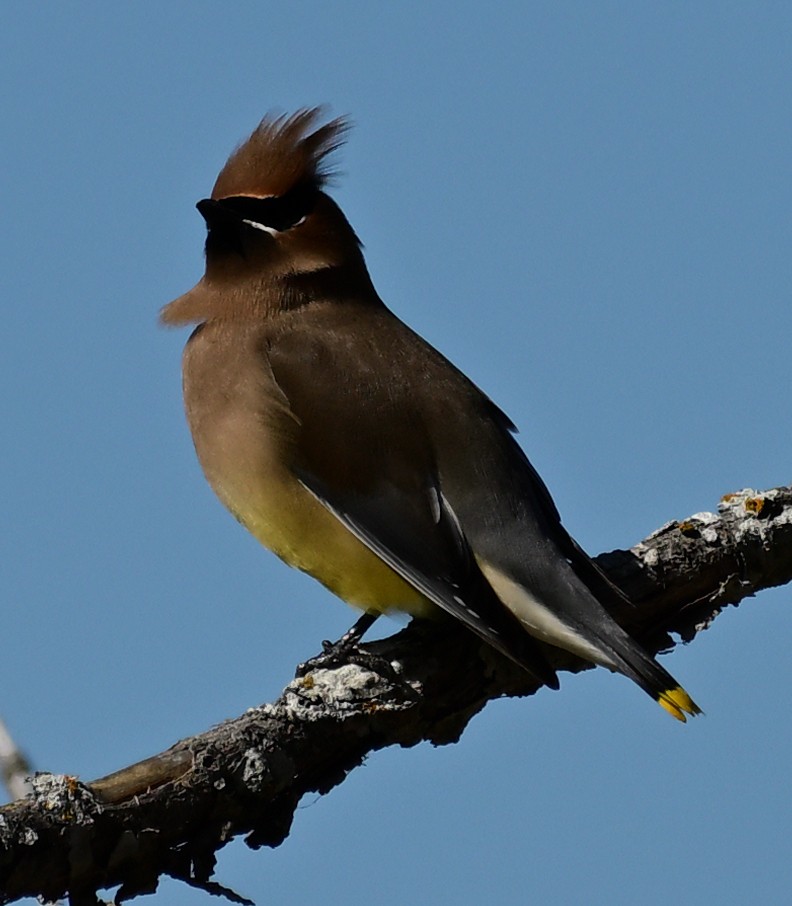 Zedernseidenschwanz - ML652827226