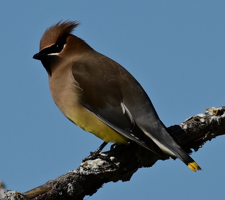 Zedernseidenschwanz - ML652827227