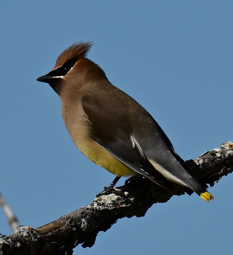 Zedernseidenschwanz - ML652827228